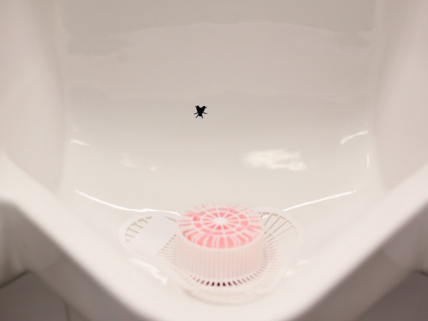 Fly painted in Urinal