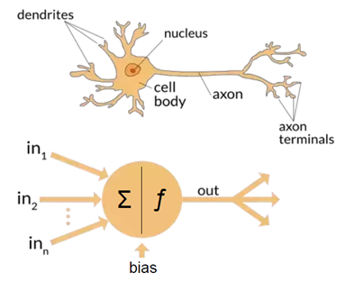 &nbsp;  Although similarities nowadays are sparse, Artificial Neural Networks got their name from being modelled after our own biological human neurons.